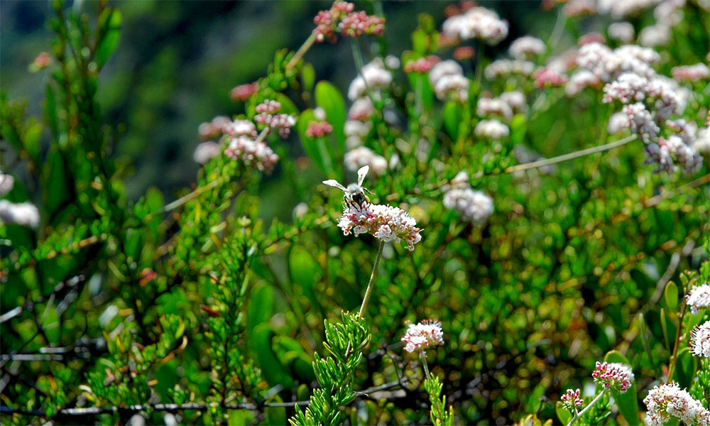 Photography by cherhamilton for DesignCrowd (Community Contests) | Design #9019145