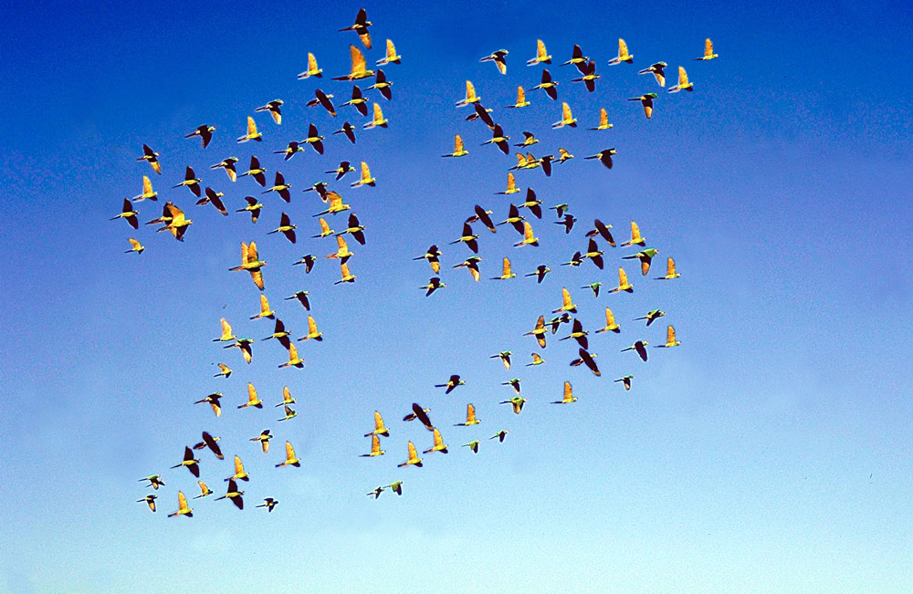 Photoshop Design by bosss1 for DesignCrowd (Community Contests) | Design #9021884