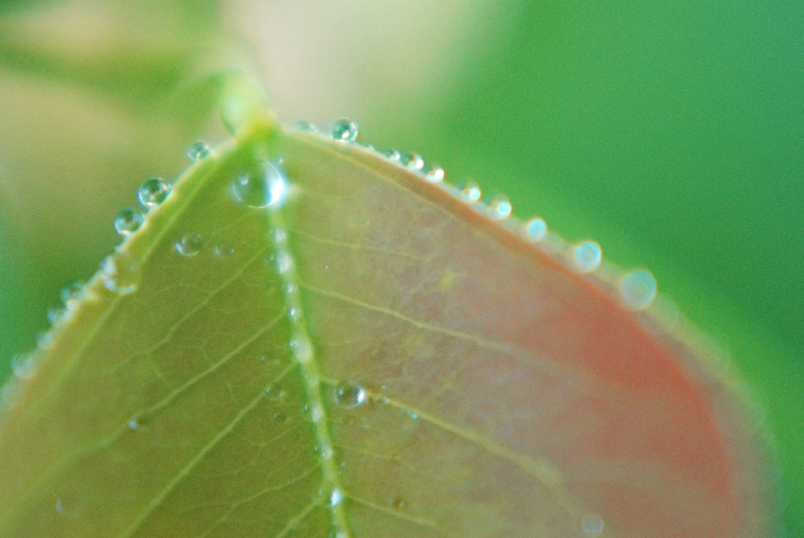 Photographie par stewiemgr pour DesignCrowd (Community Contests) | Design #9019133