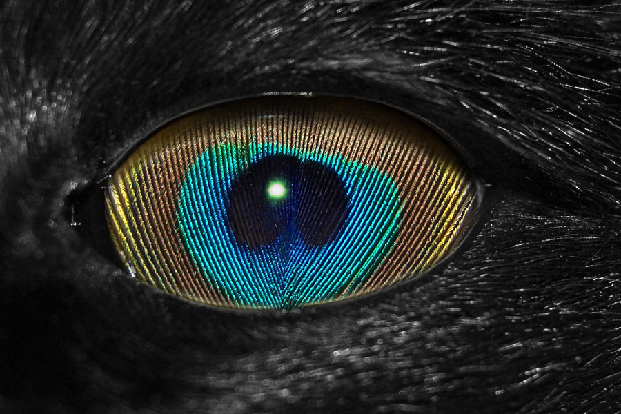 Photoshop-Design von pitbullsaviour für DesignCrowd (Community Contests) | Design #9012699