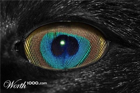 Photoshop Design by pitbullsaviour
