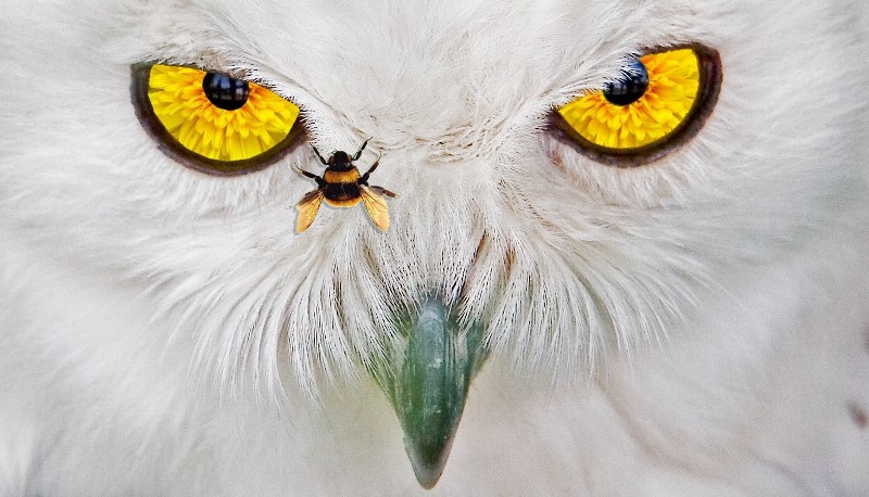 Photoshop Design by liberty2007crusader for DesignCrowd (Community Contests) | Design #9012829