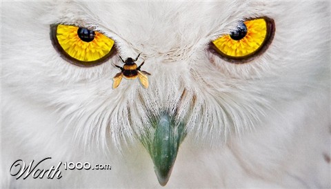 Photoshop Design by liberty2007crusader