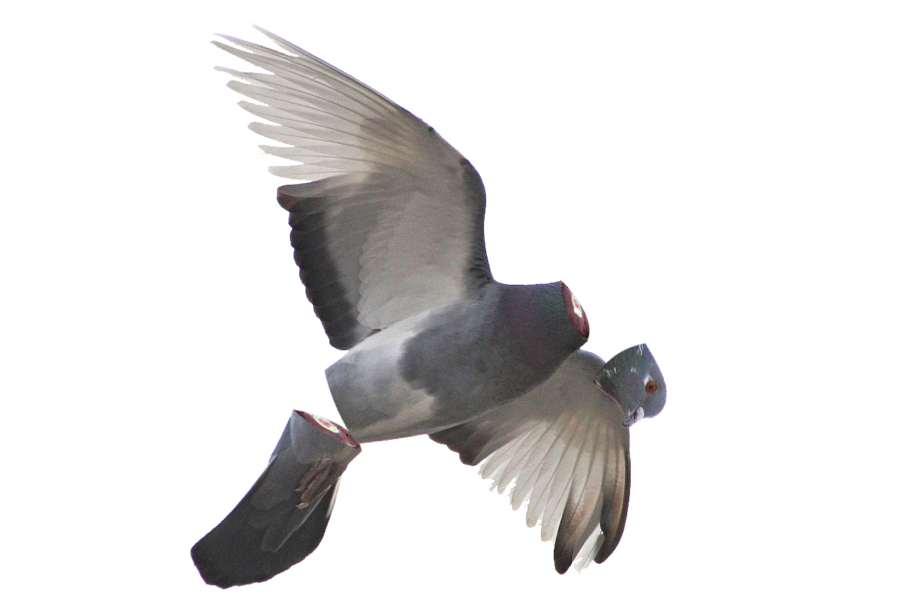 Photoshop Design by mattbyng for DesignCrowd (Community Contests) | Design #9016315