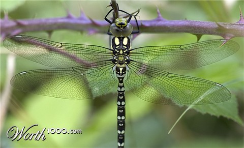 Photography by ctranter