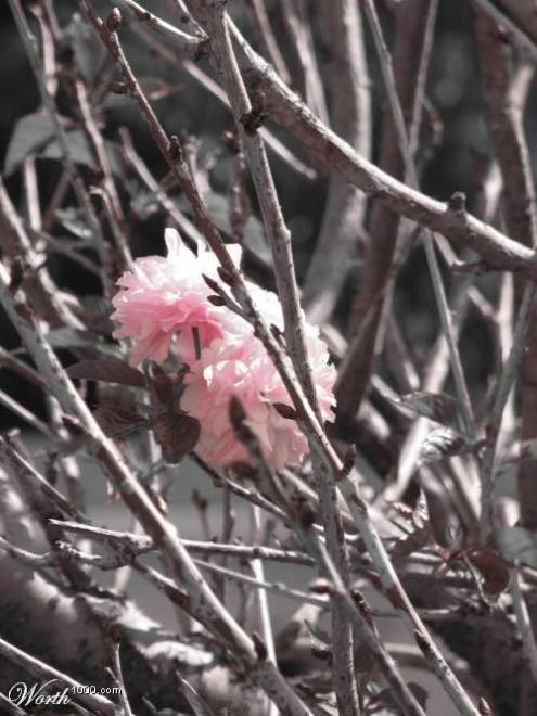 Photographie par Avigayil pour DesignCrowd (Community Contests) | Design #9019235