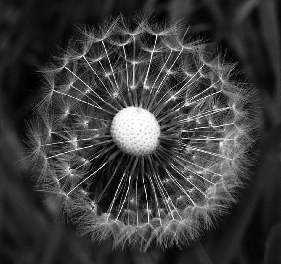 Photography by splong for DesignCrowd (Community Contests) | Design #9019221