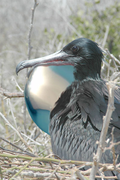 Photoshop-Design von kooskoodiroo für DesignCrowd (Community Contests) | Design #9011737