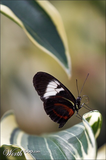Photography by Scuzem