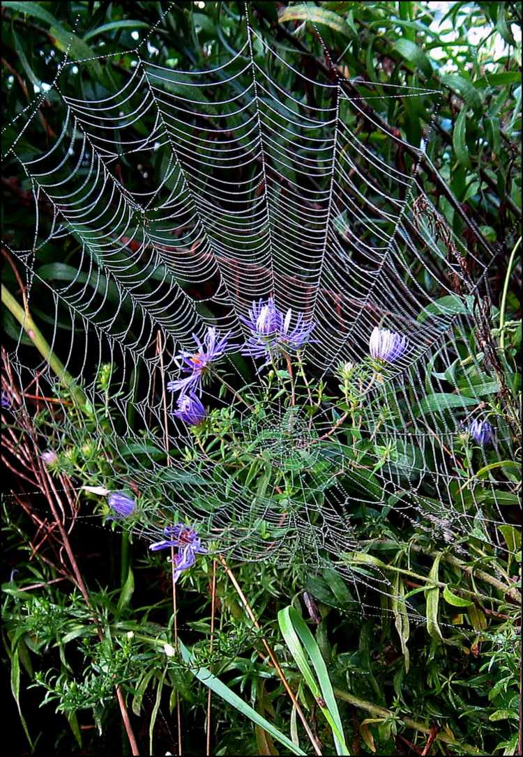 Fotografie von spincast1123 für DesignCrowd (Community Contests) | Design #9019265