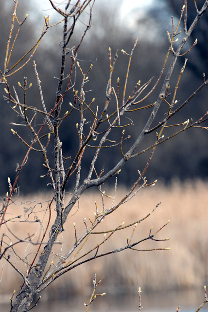 Photography by rrg239 for DesignCrowd (Community Contests) | Design #9019302