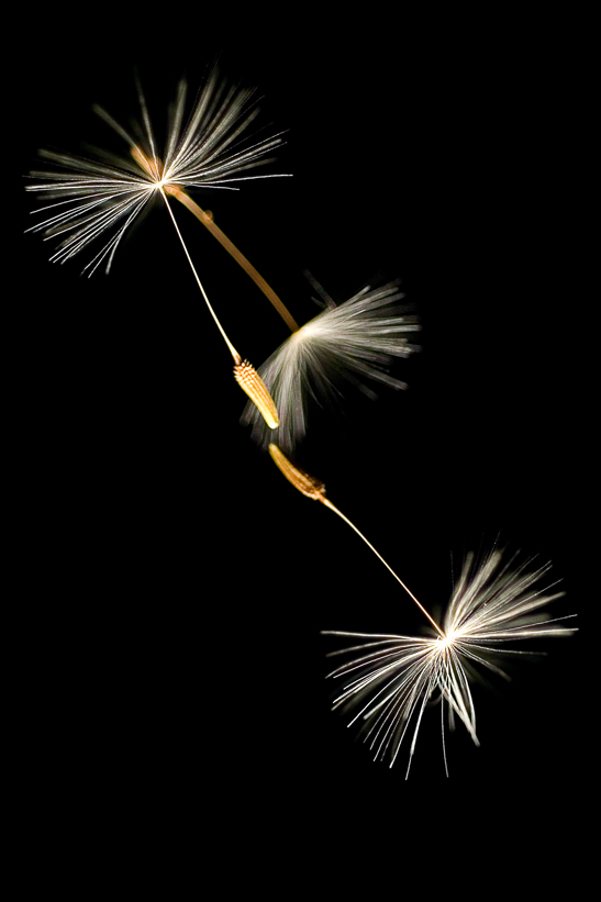 Photography by Marian for DesignCrowd (Community Contests) | Design #9019254