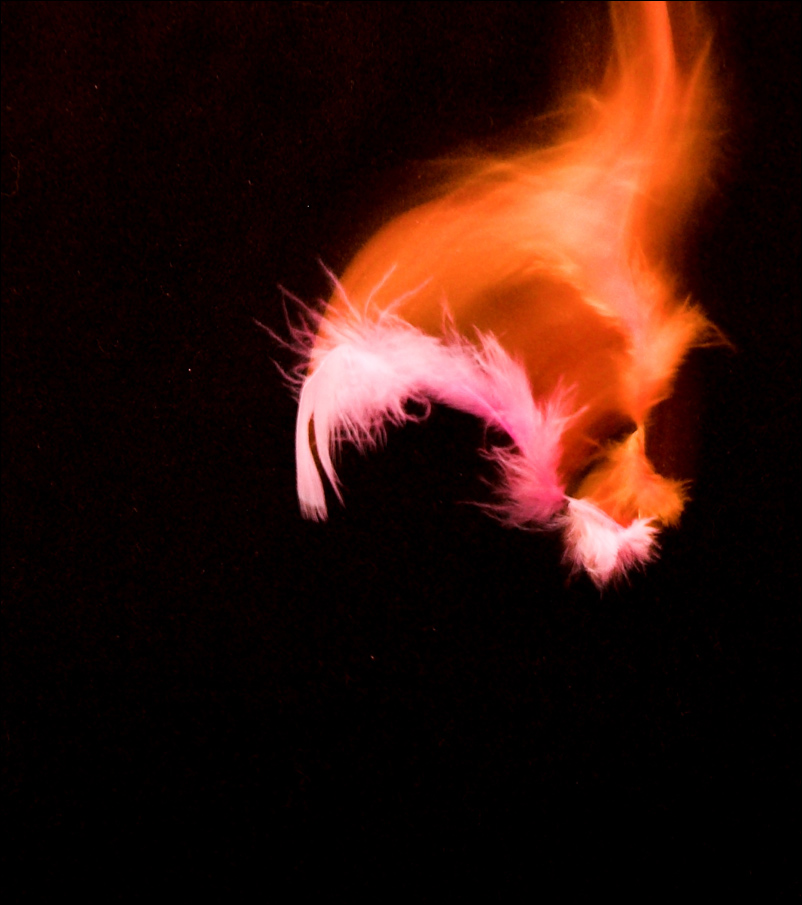 Photography by kimbomac for DesignCrowd (Community Contests) | Design #9019274