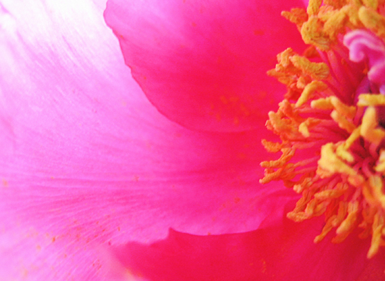 Photographie par poisonyvy pour DesignCrowd (Community Contests) | Design #9019286