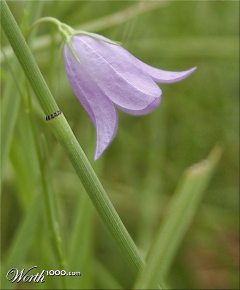 Photography by cakeladybarb