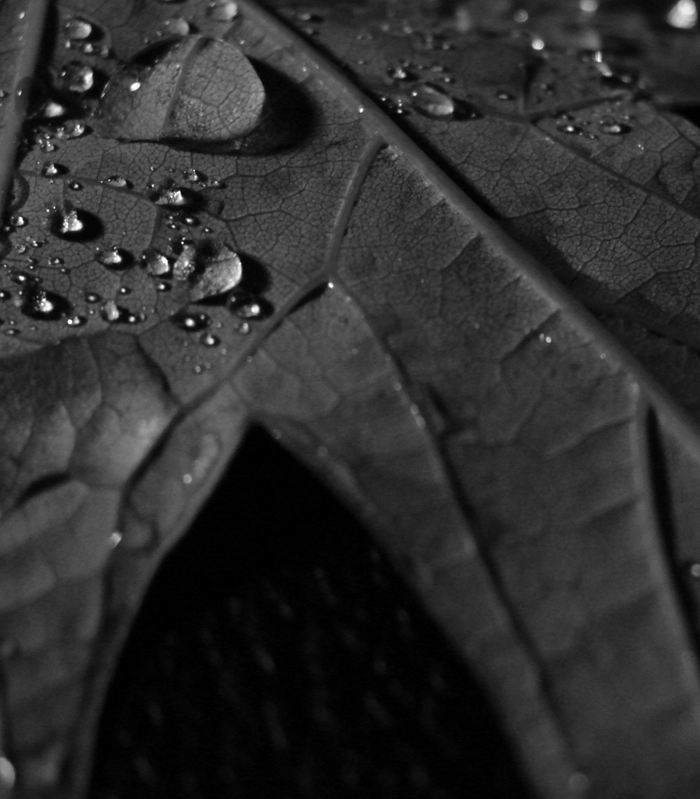 Fotografie von jalpari für DesignCrowd (Community Contests) | Design #9011979