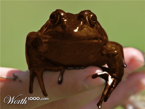 Photoshop Design by dungbeetle