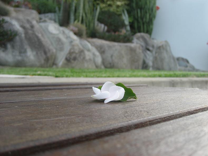 Photography by Nadeshiko for DesignCrowd (Community Contests) | Design #9012012