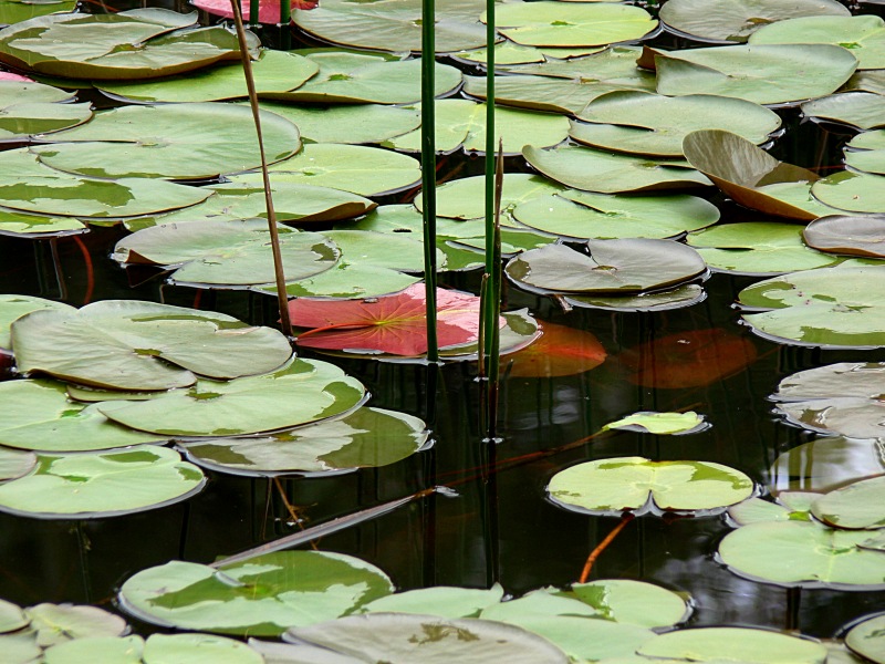 Photography by politas for DesignCrowd (Community Contests) | Design #9012143