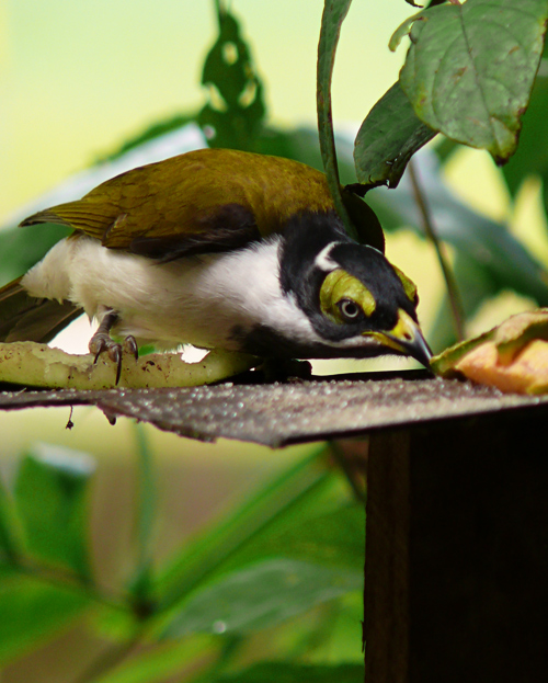 Photographie par dazza17 pour DesignCrowd (Community Contests) | Design #9012029