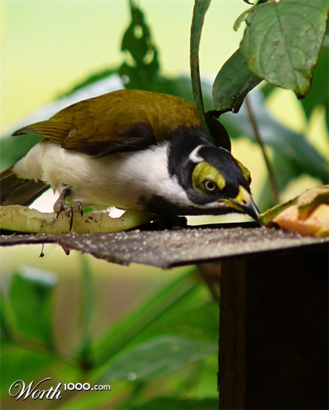 Photography by dazza17