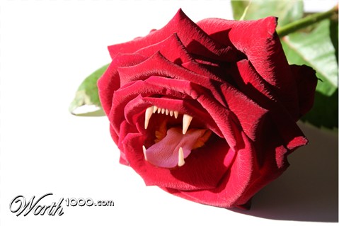 Photoshop Design by bosss1