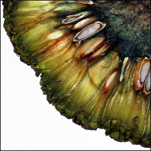 Fotografía por itsmineillshare para DesignCrowd (Community Contests) | Diseño #9012128