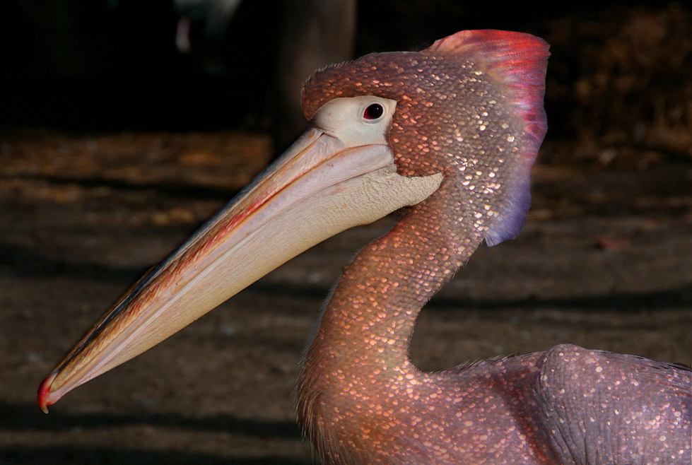 Diseño de Photoshop por TracyJo para DesignCrowd (Community Contests) | Diseño #9015975