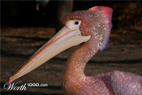 Photoshop Design by TracyJo