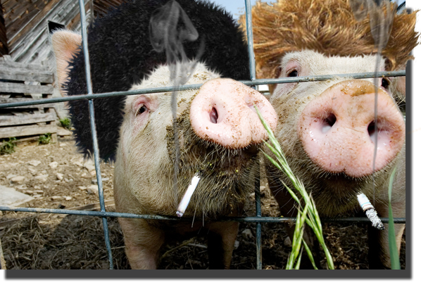 Photoshop Design by NinjaUK for DesignCrowd (Community Contests) | Design #9015651