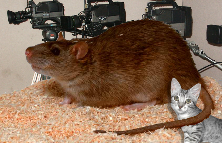 Photoshop Design by pmetzga for DesignCrowd (Community Contests) | Design #9015675