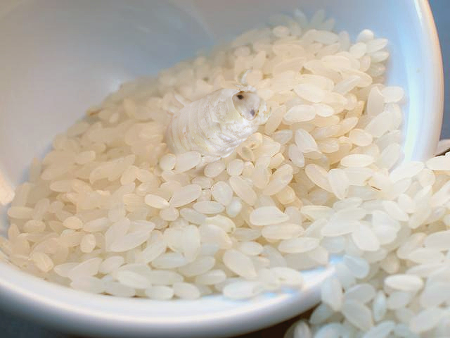 Photoshop Design by Yukarangz for DesignCrowd (Community Contests) | Design #9015730