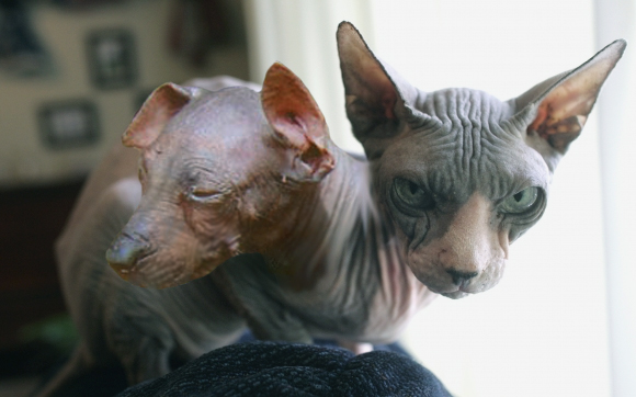 Photoshop Design by Yukarangz for DesignCrowd (Community Contests) | Design #9009919