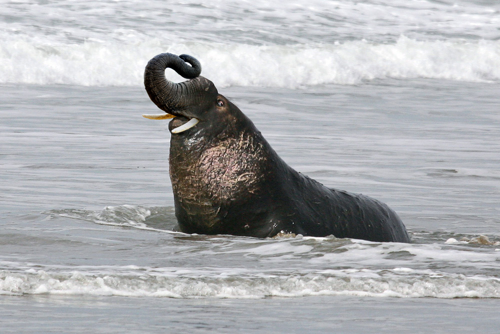 Diseño de Photoshop por anacist para DesignCrowd (Community Contests) | Diseño #9009931