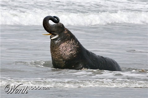 Photoshop Design by anacist