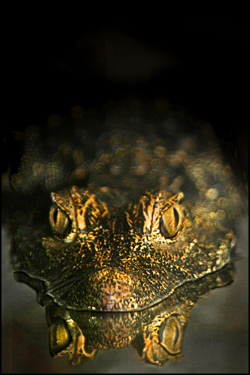 Fotografie von chortler für DesignCrowd (Community Contests) | Design #9011854