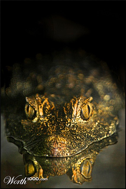 Photography by chortler