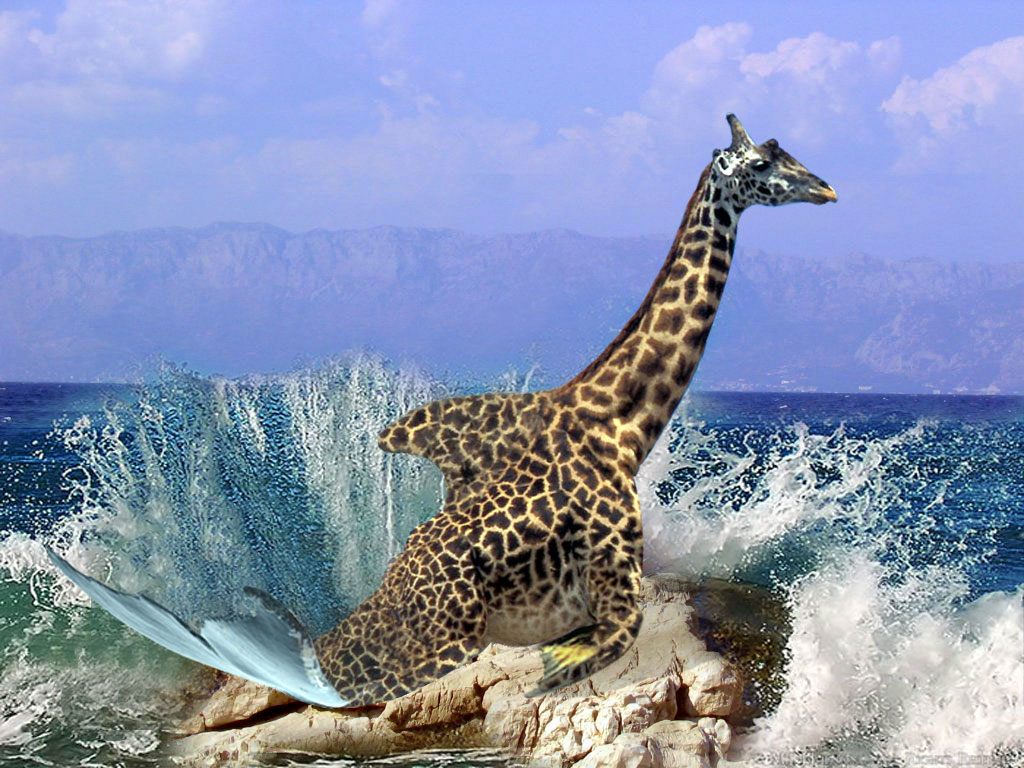 Photoshop Design by crazynut19 for DesignCrowd (Community Contests) | Design #9010003