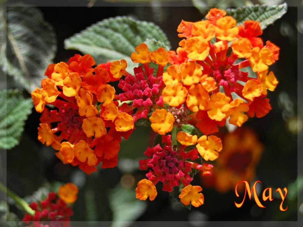 Fotografie von NatashaP für DesignCrowd (Community Contests) | Design #9006676