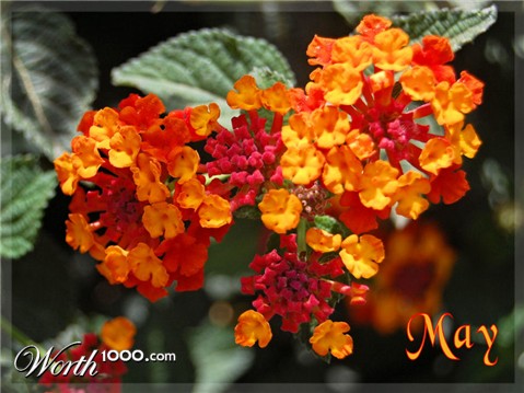 Photography by NatashaP