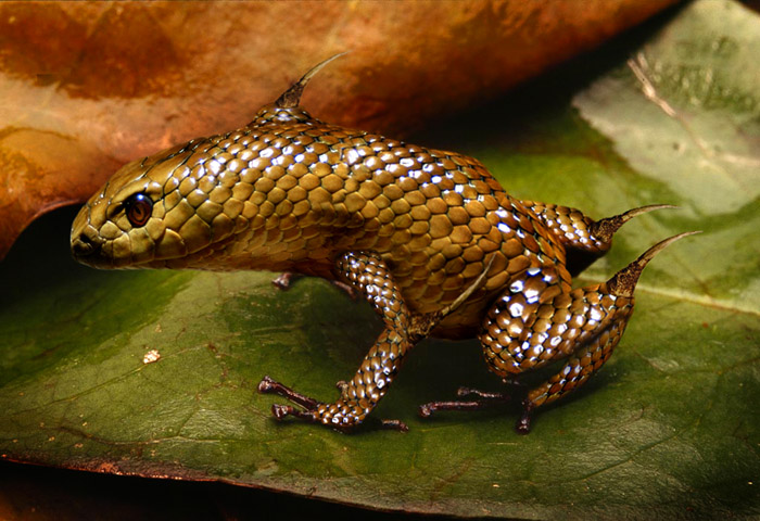 Design Photoshop par rafflethazzle pour DesignCrowd (Community Contests) | Design #9010019