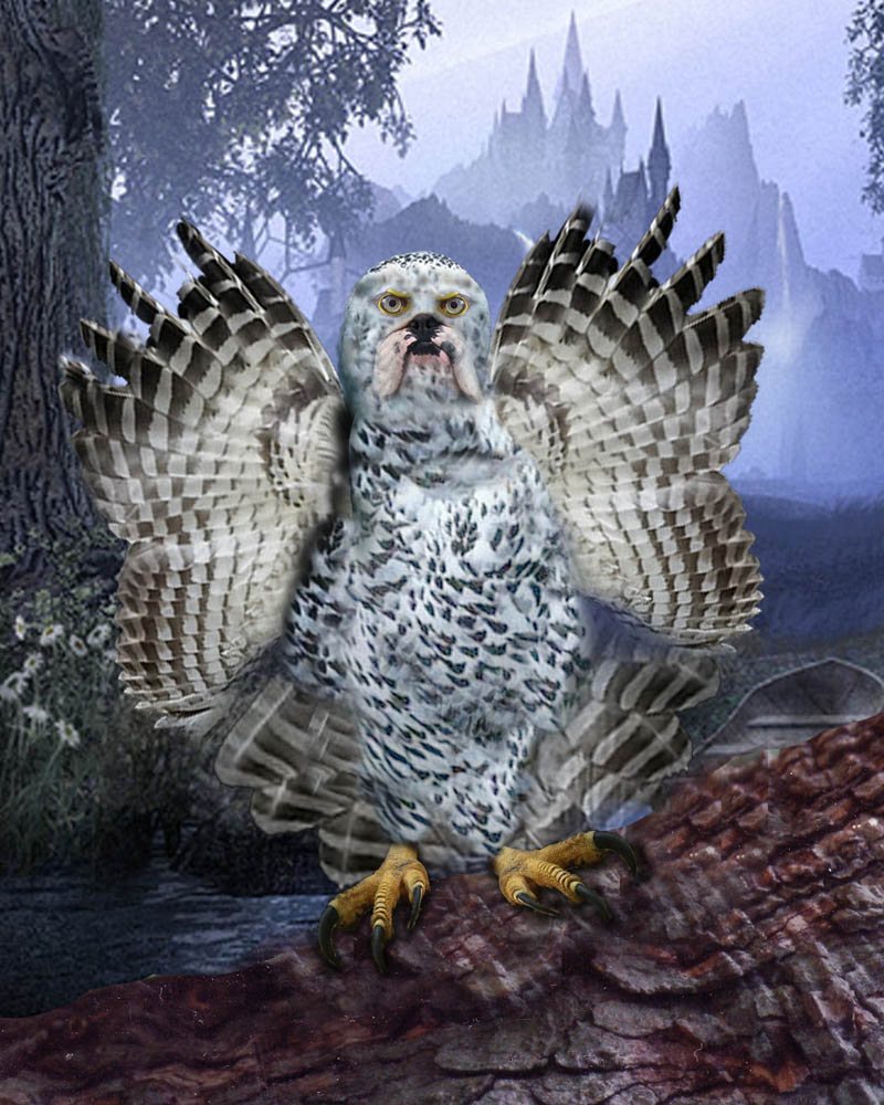 Photoshop Design by roboneill for DesignCrowd (Community Contests) | Design #9010148