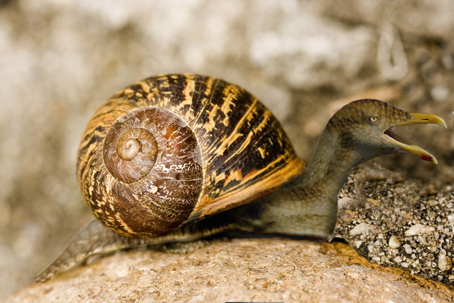 Diseño de Photoshop por TracyJo para DesignCrowd (Community Contests) | Diseño #9010134