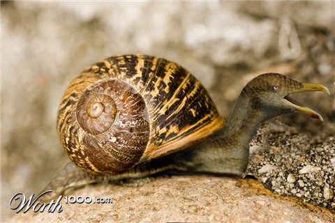 Photoshop Design by TracyJo