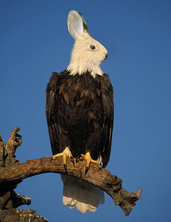 Design Photoshop par largecooldude pour DesignCrowd (Community Contests) | Design #9010140