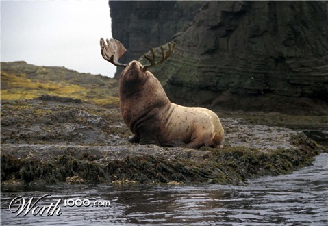 Photoshop Design by haleliro