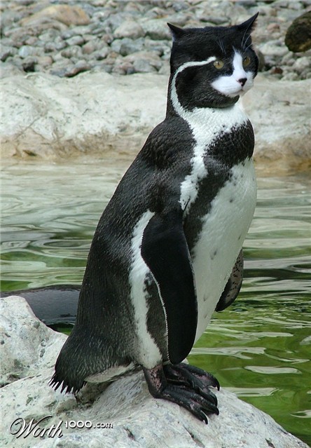 Photoshop Design by loutremauve