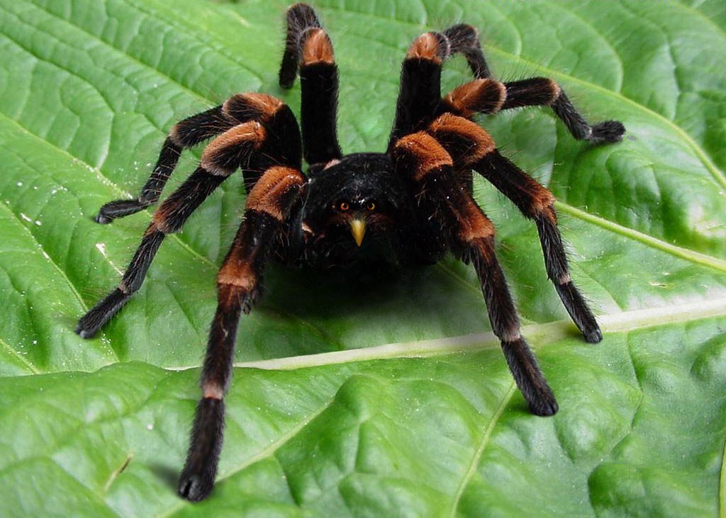 Photoshop-Design von TwoLines für DesignCrowd (Community Contests) | Design #9010131