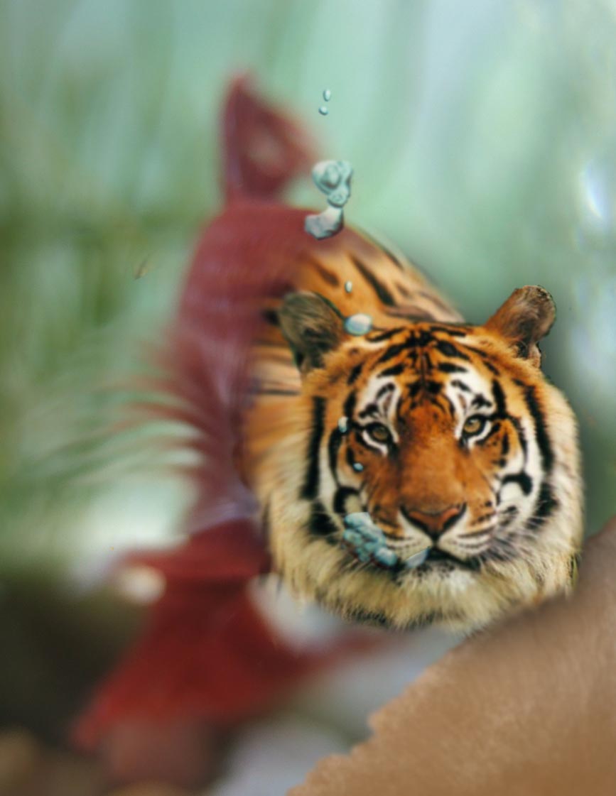 Photoshop Design by jenlikestoski for DesignCrowd (Community Contests) | Design #9010145