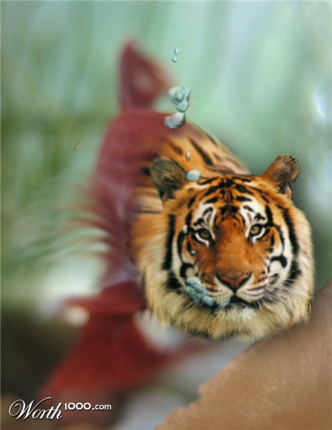 Photoshop Design by jenlikestoski